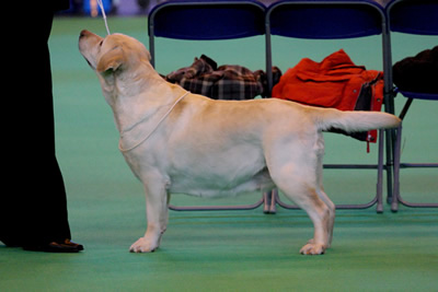 Daisy Crufts 2008